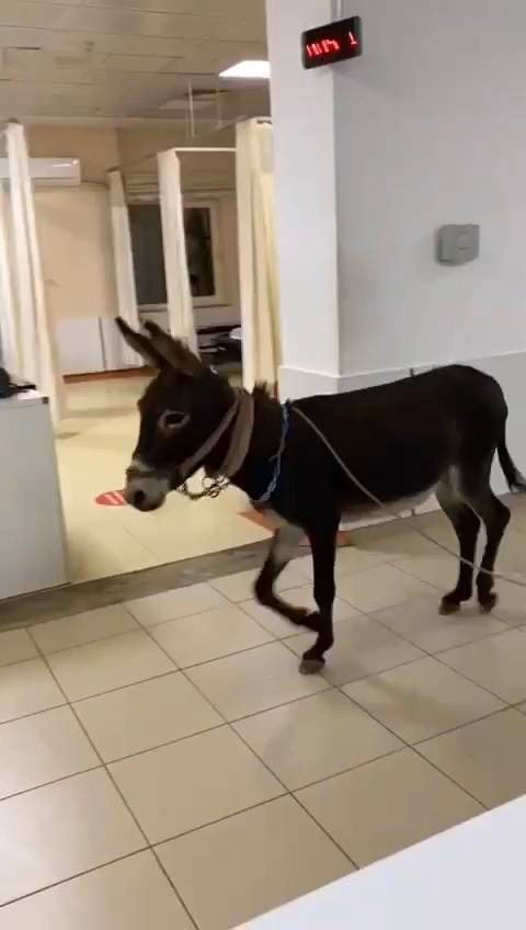 Polisten kaçan firari eşek soluğu acil serviste aldı - Resim: 4